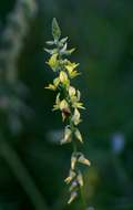 Image of Crotalaria sphaerocarpa DC.