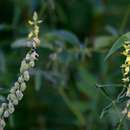 Image of Mealie crotalaria