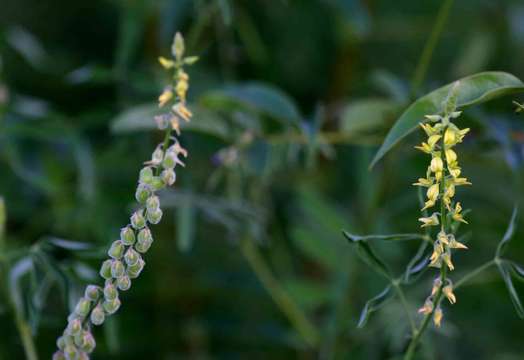 Image of Crotalaria sphaerocarpa DC.