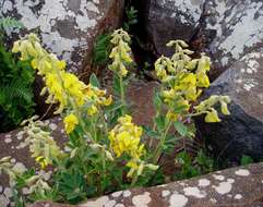 Image of Crotalaria valida Baker