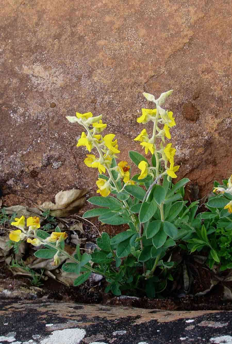 Image of Crotalaria valida Baker