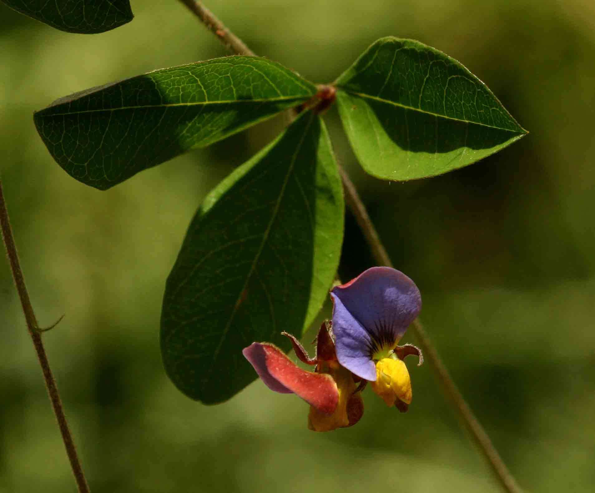 Image of Crotalaria variegata Baker