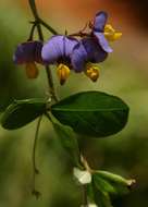 Image of Crotalaria variegata Baker