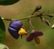 Image of Crotalaria variegata Baker