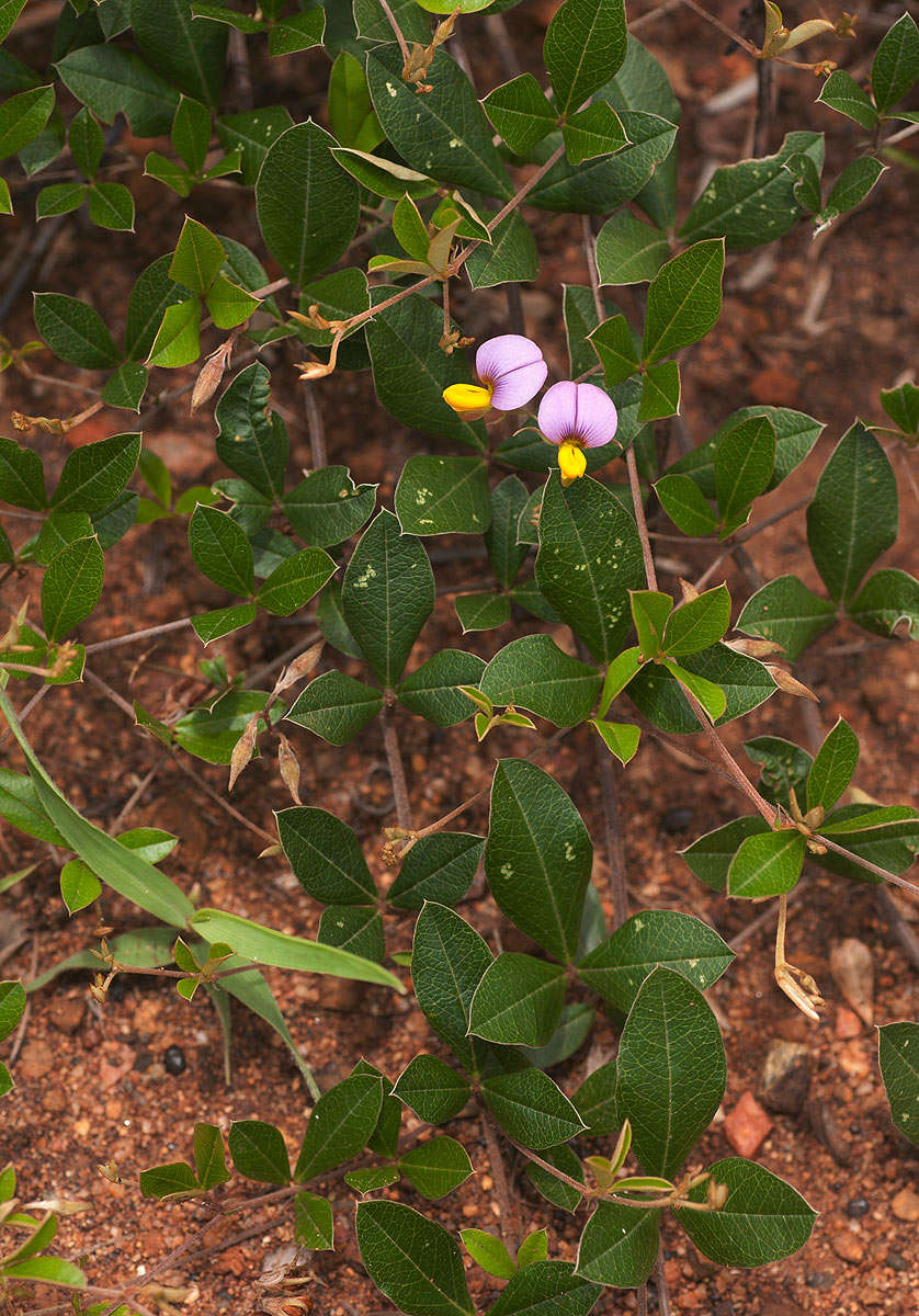 Image of Crotalaria variegata Baker