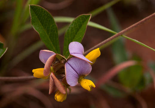 Crotalaria variegata Baker resmi