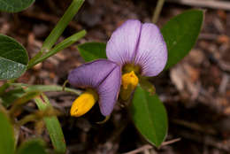 Image of Crotalaria variegata Baker