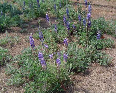 Sivun <i>Lupinus mexicanus</i> Cerv. kuva