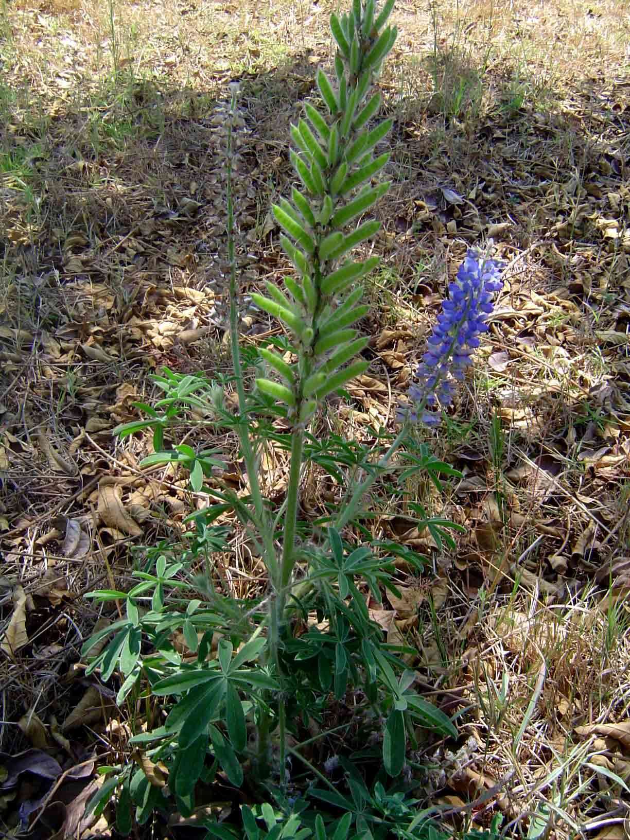 Plancia ëd <i>Lupinus mexicanus</i> Cerv.