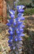 Image of Mexican lupin