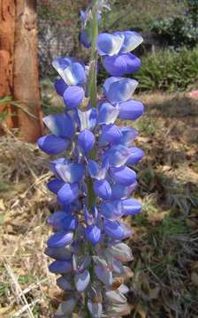 Plancia ëd <i>Lupinus mexicanus</i> Cerv.