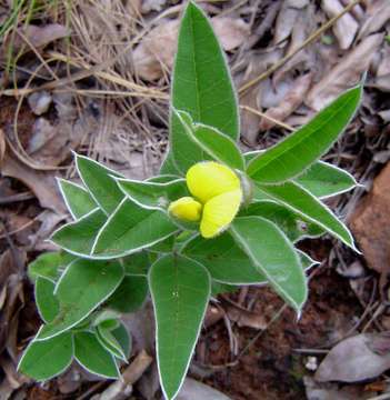 Image of Argyrolobium rupestre (E. Mey.) Walp.