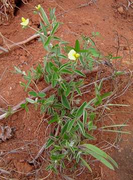 Image of Argyrolobium rupestre (E. Mey.) Walp.