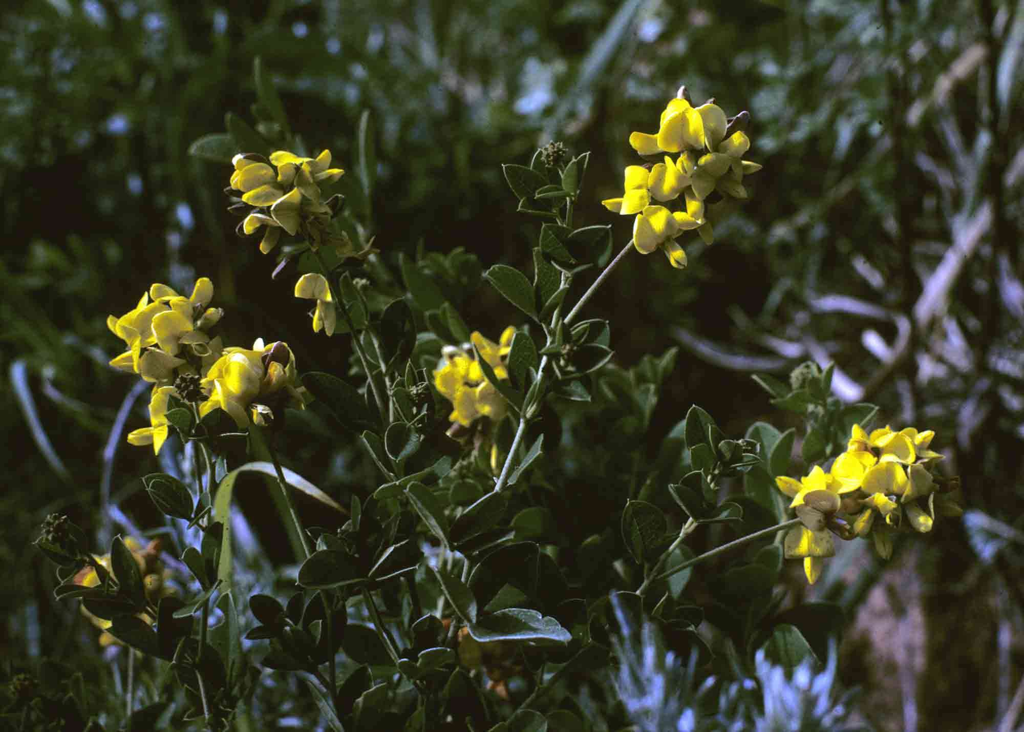 Argyrolobium tomentosum (Andrews) Druce的圖片