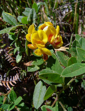 Слика од Argyrolobium tomentosum (Andrews) Druce