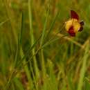 Image of Little russet pea