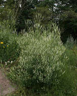 Image of Sweet Clover