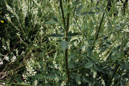 Image of Sweet Clover