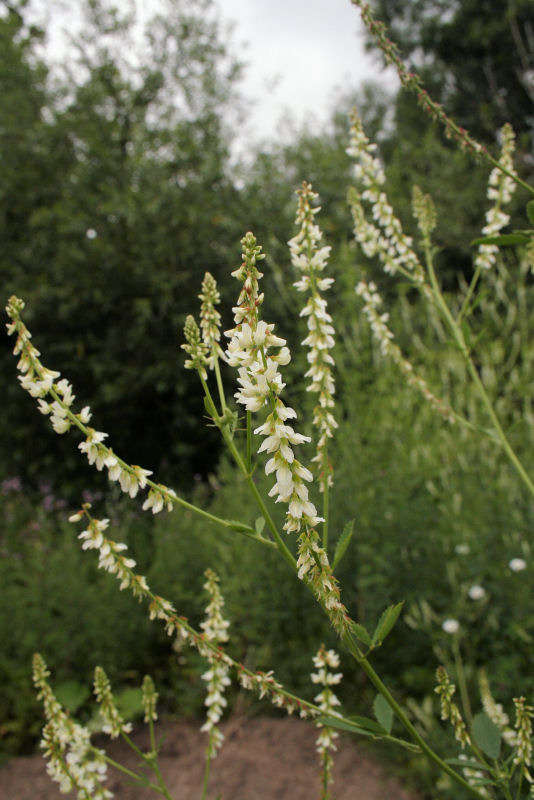 Image of Sweet Clover