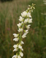 Image of Sweet Clover