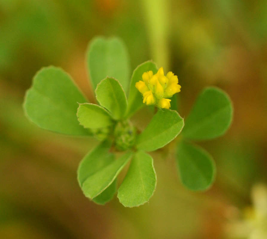 Image of clover