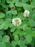 Image of clover