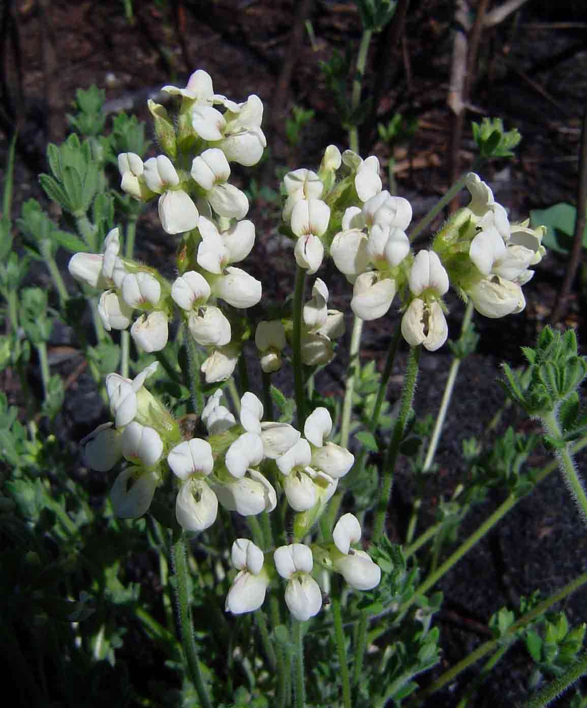 Image of Lotus namulensis Brand