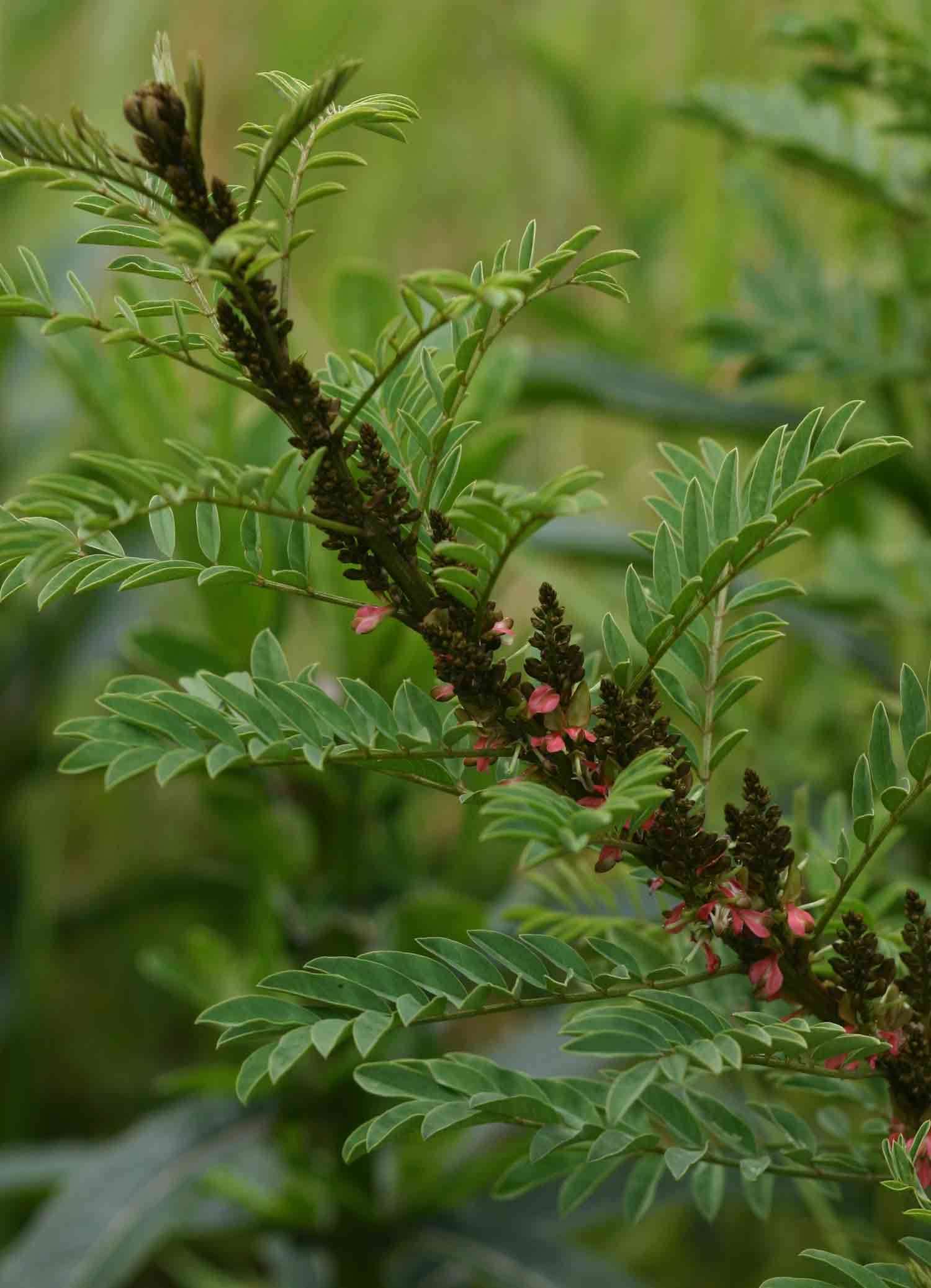 Image of African indigo