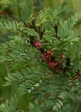 Image of African indigo