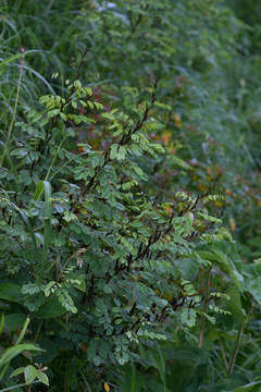 Image of African indigo