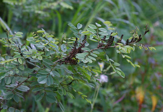 Image of African indigo