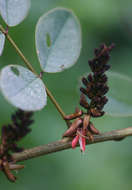 Image of African indigo