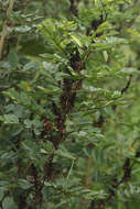 Image of African indigo