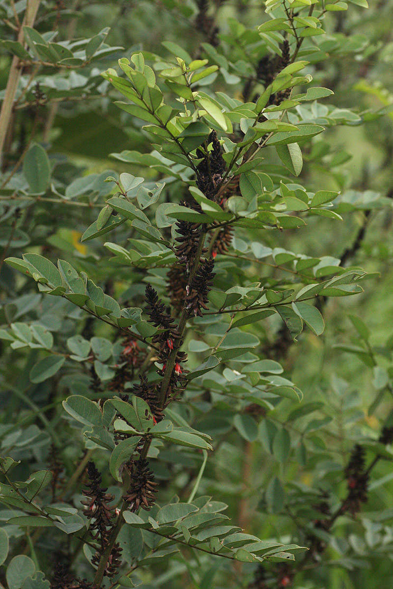 Image of African indigo