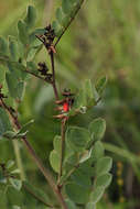 Image of African indigo