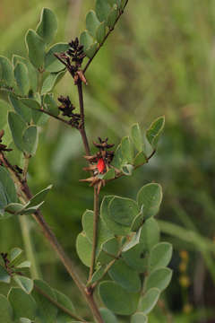 Image of African indigo