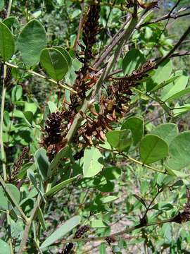 Image of African indigo