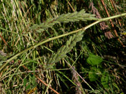 Слика од Indigofera astragalina DC.