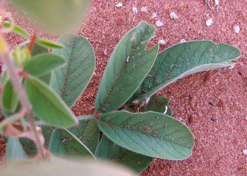 Indigofera astragalina DC.的圖片