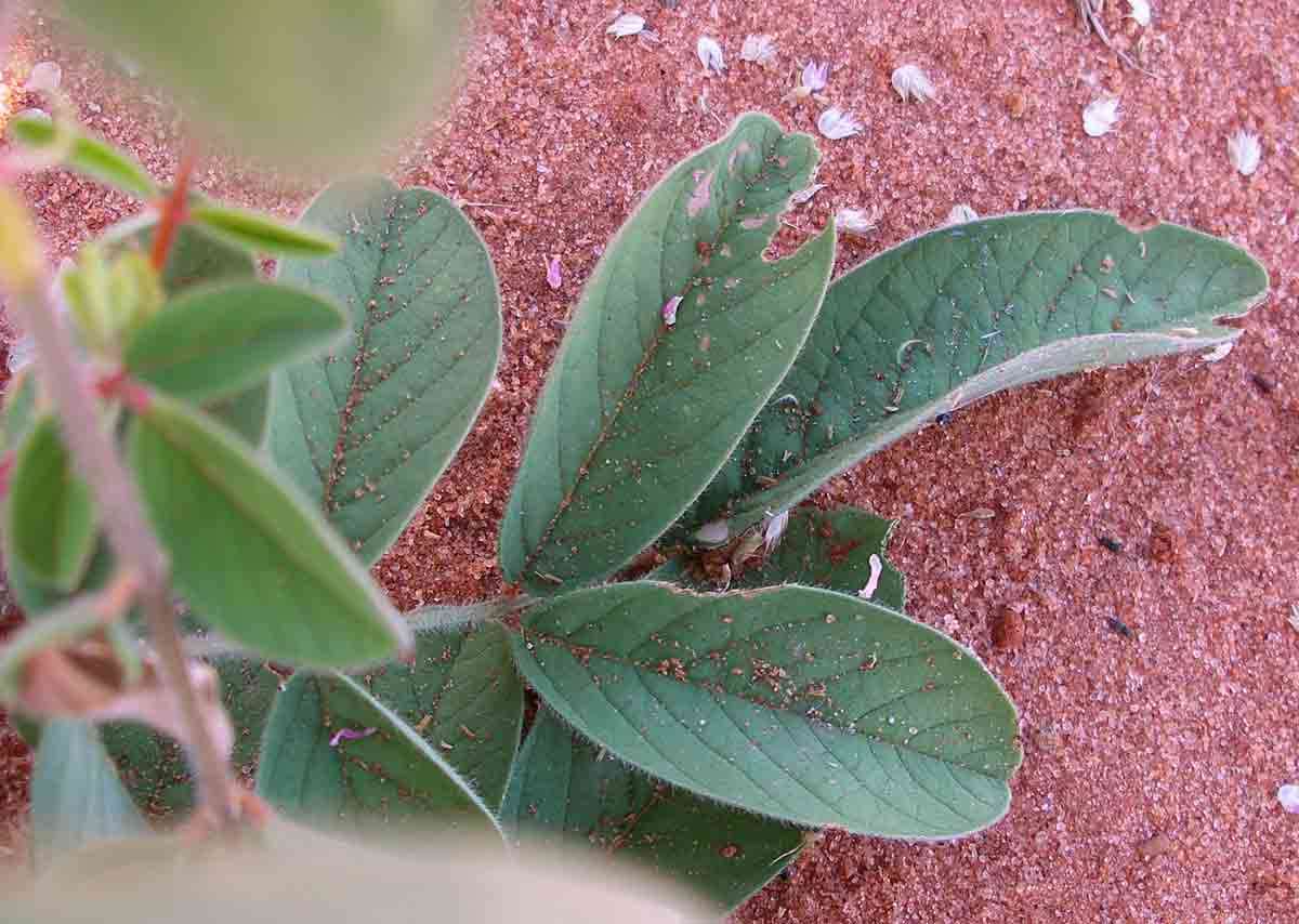 Image of Silky indigo