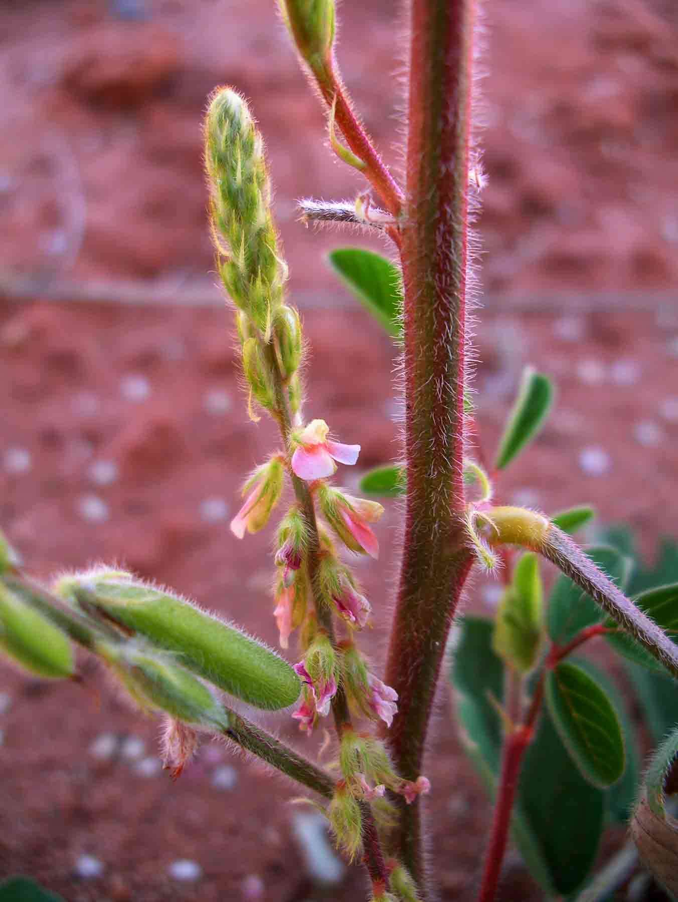 Image of Silky indigo