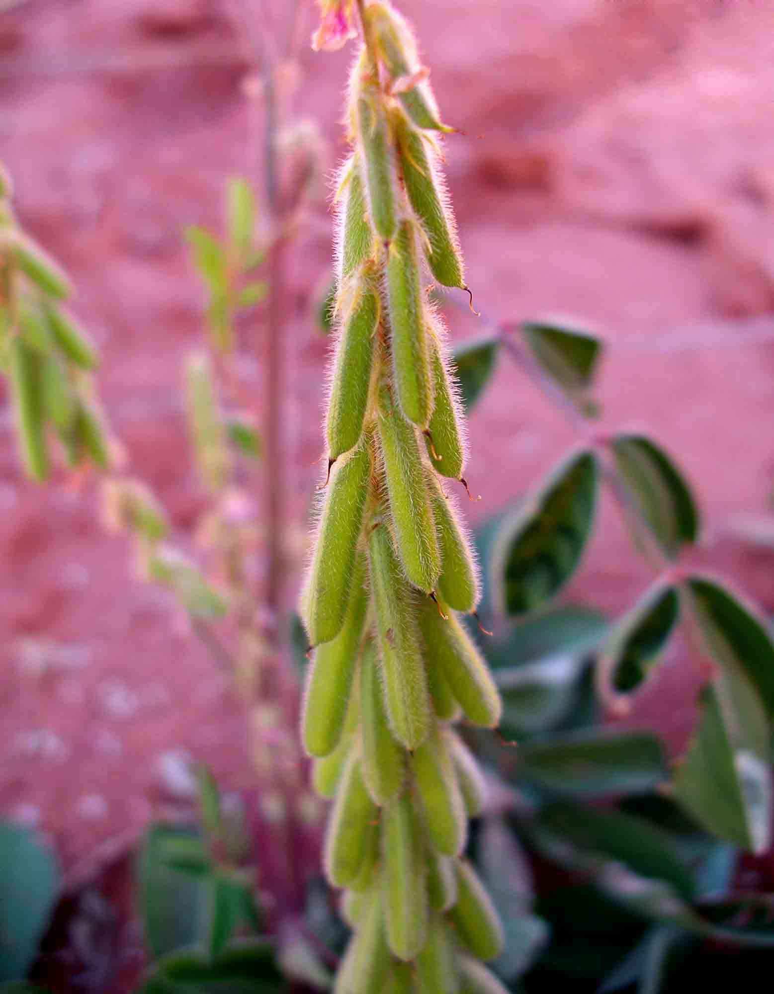 Слика од Indigofera astragalina DC.