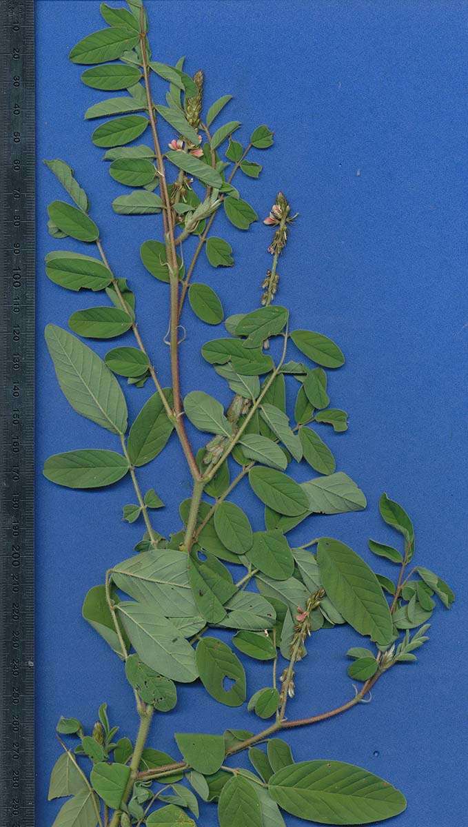 Слика од Indigofera astragalina DC.