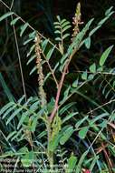 Indigofera astragalina DC.的圖片