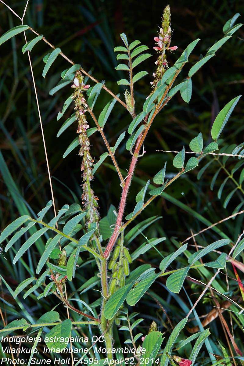 Indigofera astragalina DC.的圖片