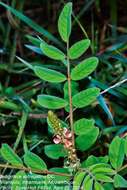 Indigofera astragalina DC.的圖片