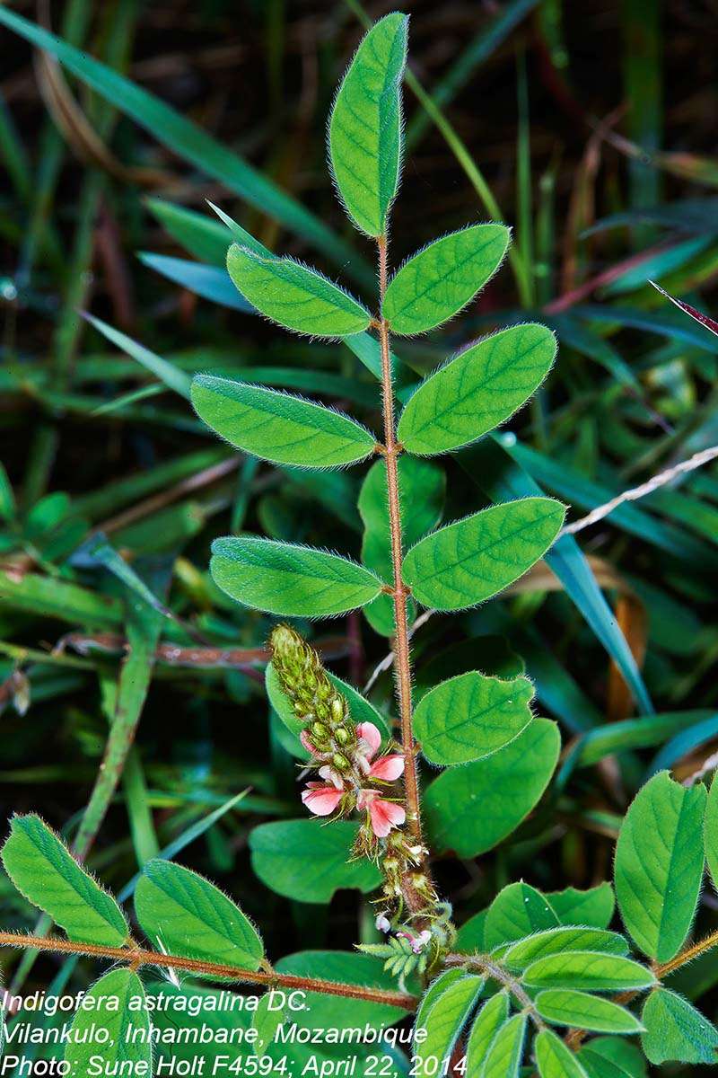 Indigofera astragalina DC.的圖片