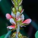 Plancia ëd Indigofera astragalina DC.