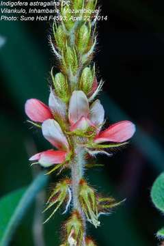 Indigofera astragalina DC.的圖片