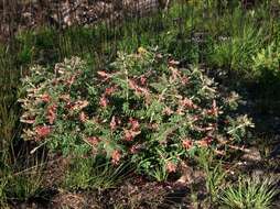 Indigofera cecilii N. E. Br.的圖片